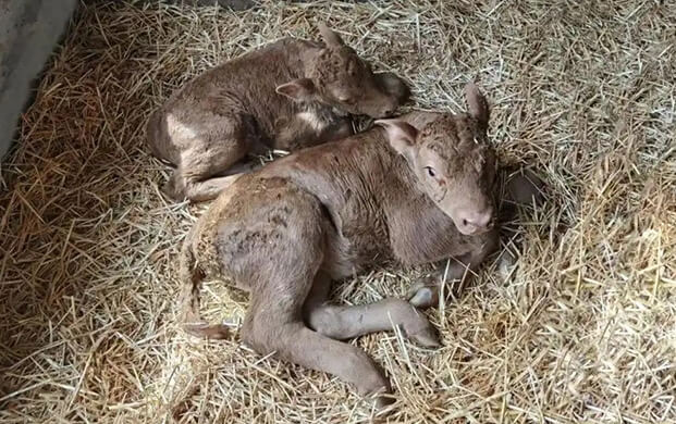 國內首例體細胞克隆延邊牛誕生！低溫技術助力瀕危種質資源保護